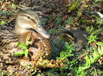 SX06313 Mallard mother with duckling.jpg